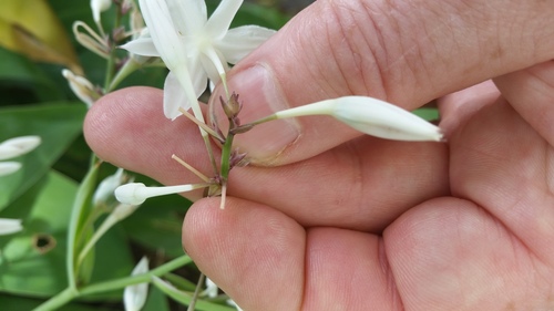 Arthropodium bifurcatum (Arthropodium bifurcatum)