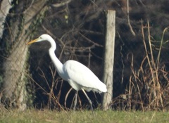 Ardea alba