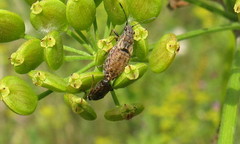 Nithecus jacobaeae