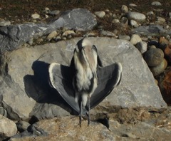 Ardea cinerea