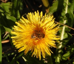 Apis mellifera