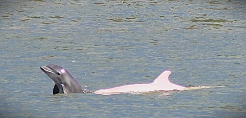Common Bottlenose Dolphin photographed in Louisiana