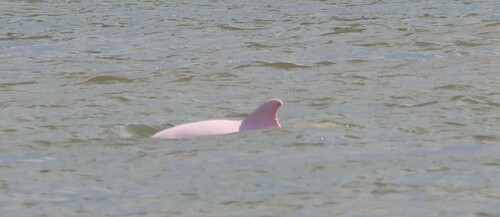 Common Bottlenose Dolphin photographed in Louisiana
