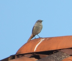 Phoenicurus ochruros