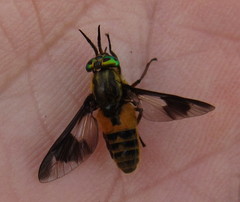 Chrysops viduatus