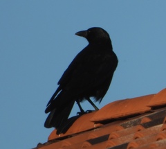 Corvus corone
