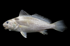 Goatee-Croaker photo 2