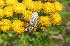 Cyphocleonus dealbatus