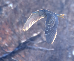Nycticorax nycticorax