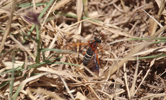 Apiophora quadricinctata
