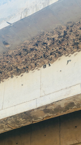 Streak-throated Swallow
