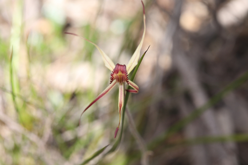 veined spider orchid (Caladenia reticulata)
