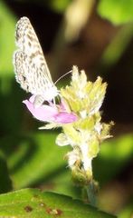 Leptotes cassius cassidula