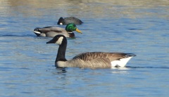 Branta canadensis