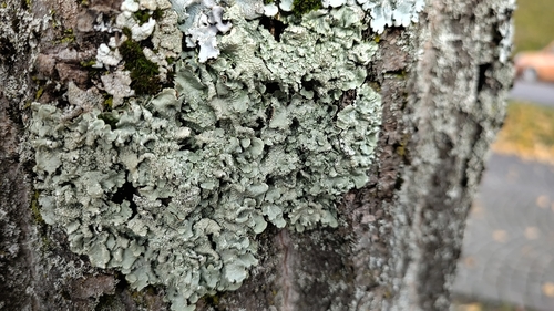 Gewöhnliche Gelbschüsselflechte