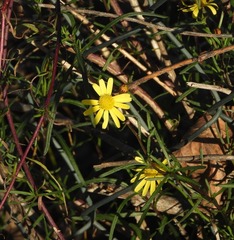 Senecio inaequidens