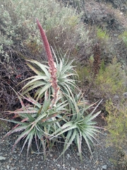 Puya meziana, photograph author not stated, no rights reserved