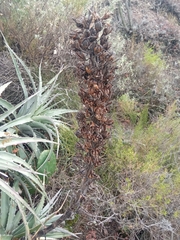 Puya meziana, photograph author not stated, no rights reserved