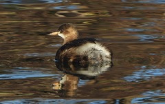 Tachybaptus ruficollis