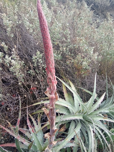 Puya meziana, photograph 5