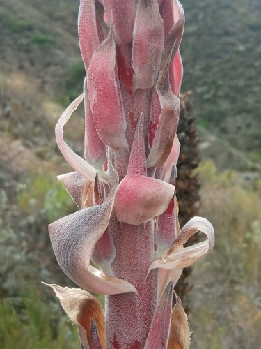 Puya meziana, photograph 6