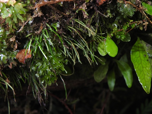Vaginularia trichoidea observed 2025-10-24
