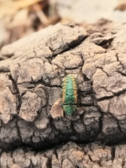 Lamprodila