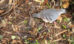 Gallicolumba luzonica