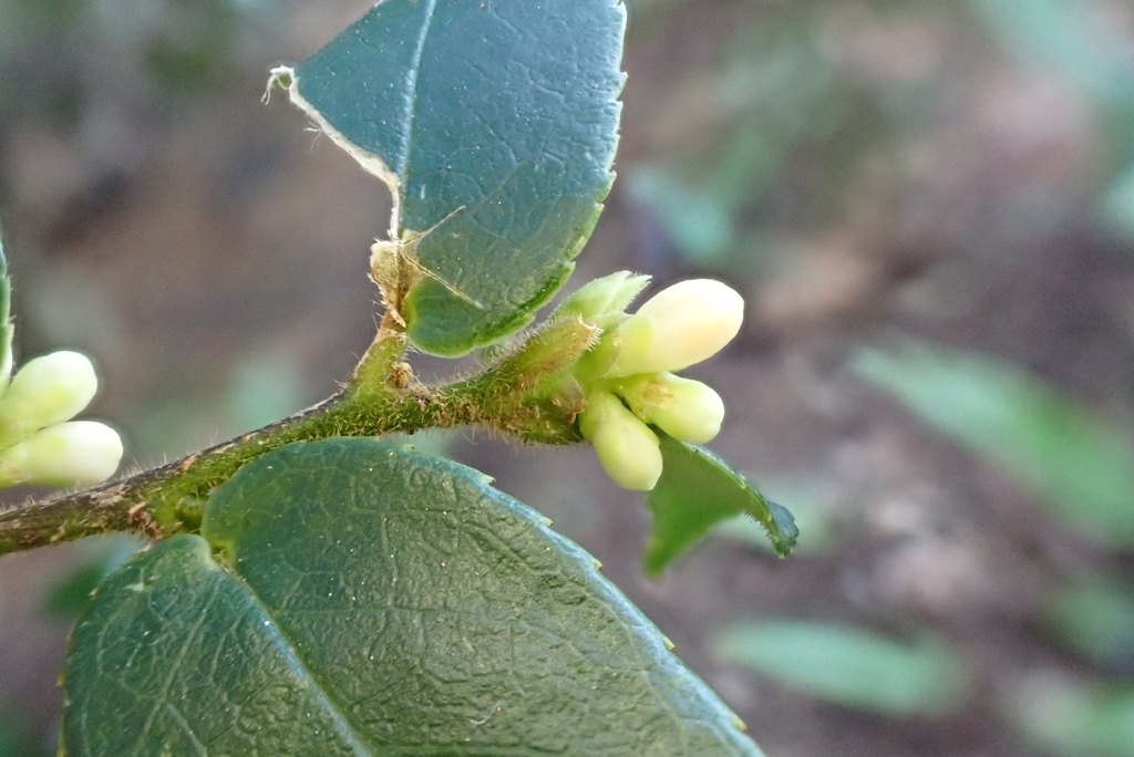 Symplocos fordii