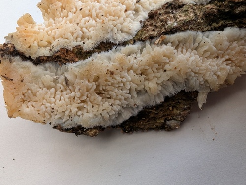 Radulomyces molaris