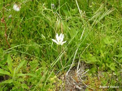 Ornithogalum baeticum