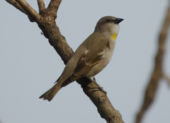 Yellow-Throated Sparrow photo 2
