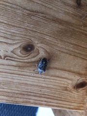 Rhaphigaster nebulosa