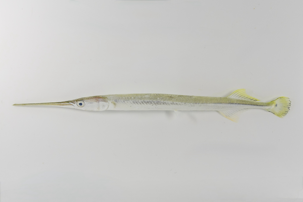 Blackspot Longtom