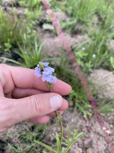 Buchnera simplex (Buchnera simplex)