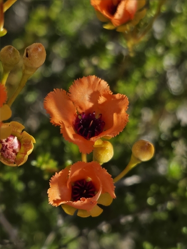 Pileanthus peduncularis observed 2025-10-26
