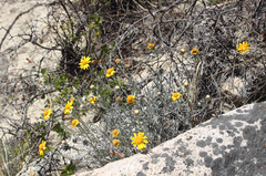 Senecio chilensis