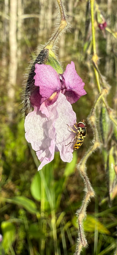 Unknown species found near Corkscrew Swamp Sanctuary Trail, Naples, FL, US