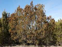 Juniperus pinchotii