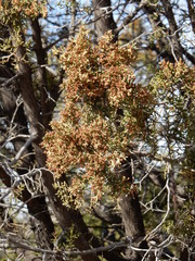 Juniperus pinchotii