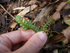Leptinella