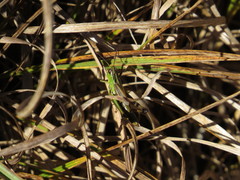 Pseudochorthippus montanus