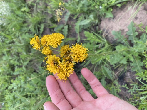 Umbel African Thistle (Berkheya umbellata)