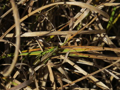 Pseudochorthippus montanus