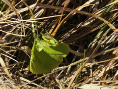 Pseudochorthippus montanus