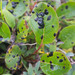 Willow Tar Spot - Photo (c) M. Goff, some rights reserved (CC BY-NC-SA), uploaded by M. Goff