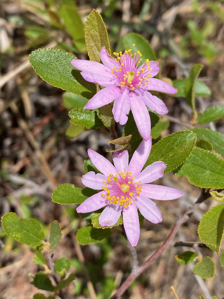Grewia douliotii