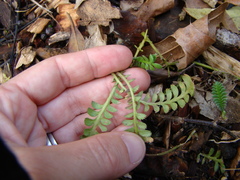 Leptinella