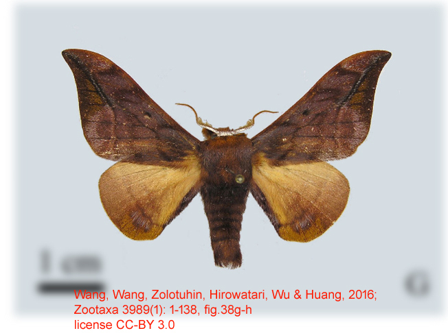 Mustilia castanea