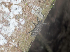 Aegomorphus clavipes